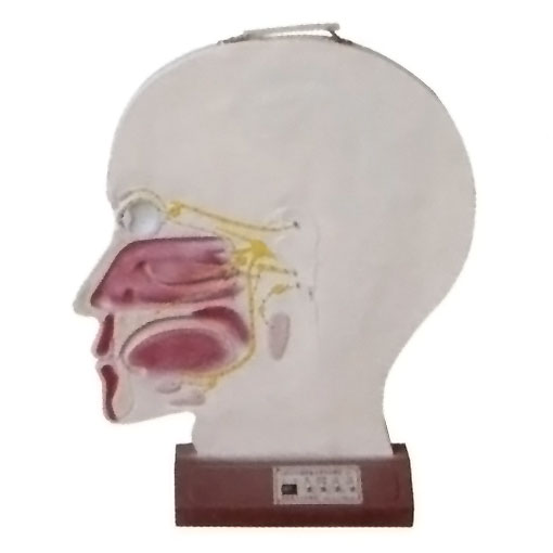 腦部副交感電動(dòng)模型， 大腦神經(jīng)模型 ，腦部神經(jīng)系統(tǒng)模型