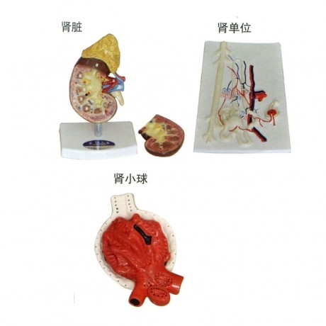 腎臟、腎單位、腎小球放大模型