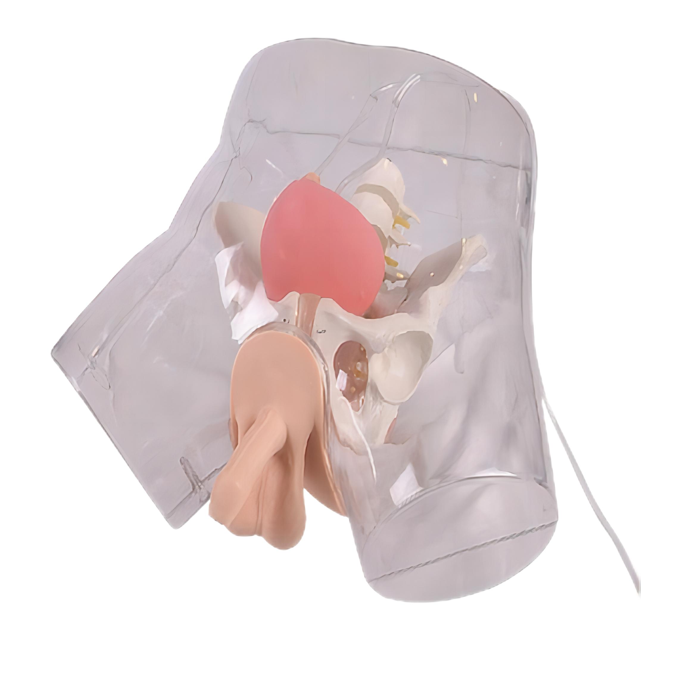 透明男性導尿模型
