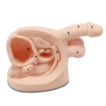 男性內(nèi)外生殖器及導尿模型